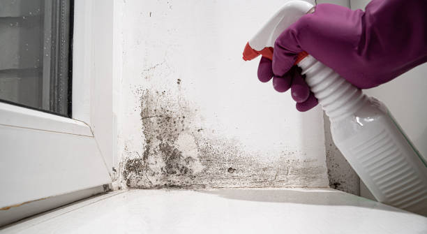 Best Water damage restoration process  in Derby, CT